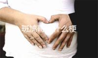 斑鸠哥是什么梗